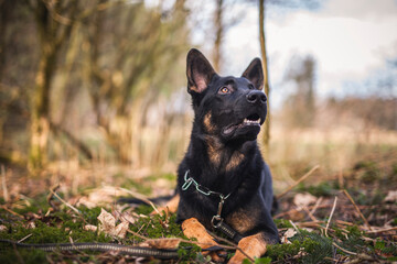 Portrait von einem deutschen schäferhund in der Natur. Schwarzer hirte hund draußen im Wald und beim See.