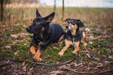 Naklejka na ściany i meble Zwei Hunde Freunde im Wald. Deutscher Schäferhund mit einem Mischling beim Spaziergang in der natur