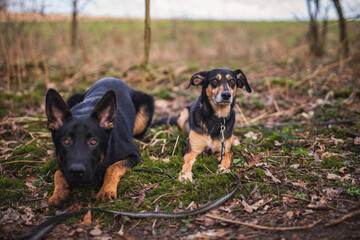 Zwei Hunde Freunde im Wald. Deutscher Schäferhund mit einem Mischling beim Spaziergang in der natur