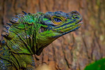 Philippine Sailfin Lizard