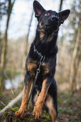 Portrait von einem deutschen schäferhund in der Natur. Schwarzer hirte hund draußen im Wald und beim See.