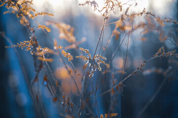 Arrière plan de branchages sous une lumière naturel d'un coucher de soleil