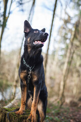 Portrait von einem deutschen schäferhund in der Natur. Schwarzer hirte hund draußen im Wald und beim See.