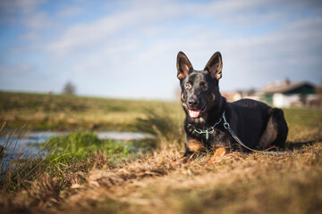 Portrait von einem deutschen schäferhund in der Natur. Schwarzer hirte hund draußen im Wald und beim See.
