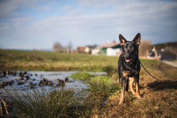 Portrait von einem deutschen schäferhund in der Natur. Schwarzer hirte hund draußen im Wald und beim See.
