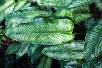 Calathea ornata leaves background, Tropical foliage isolated on white background