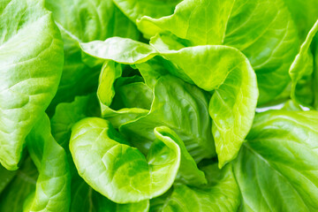 Closeup fresh green lettuce background, nature concept, organic vegetable, healthy green lettuce
