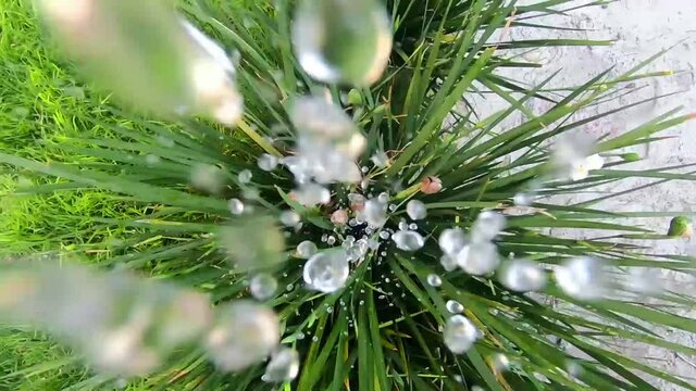 grass with dew drops
