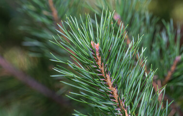 Naklejka na ściany i meble Beautiful branch of spruce with needles.