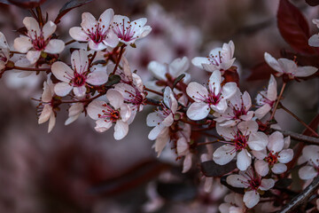 Crowd of white flowers competing to attract the bees in the spring