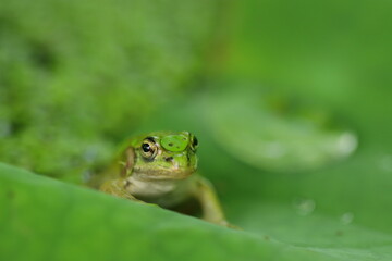 frog on the leaf