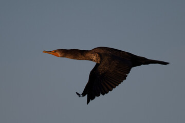 Double-crested cormorant flying in beautiful sunset  light, seen in the wild in North California 