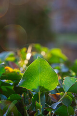 A green leaf standing upright above other leaves