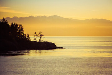 Fototapeta na wymiar Pine trees standing on the coast with the Olympic Mountains in the distance during sunset.