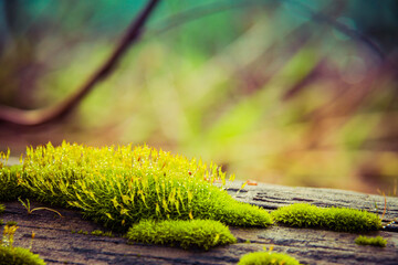 Close up of wet moss on a log with water droplets and a bokeh effect.