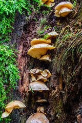 Wild mushrooms growing on the side of a tree in a very wet forest.