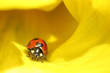 ladybug on yellow flower