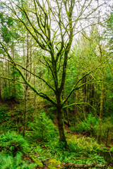 A tree standing in a forest, covered by moss on a rainy day.