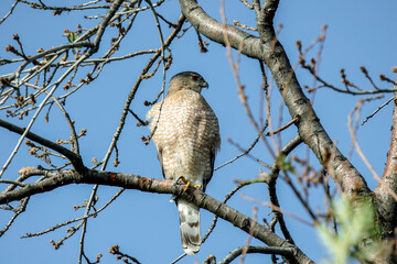 The eagle perched on a branch waiting for its prey.