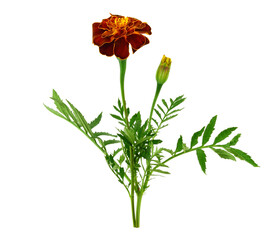 Tagetes Patula or French Marigold Medicinal, Culinary and Ornamental Flower Plant, Also Used as Perfume Fragrance. Known as Imeruli Shaphrani (Imeretian Saffron). Isolated on White Background.