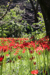 日本の秋の風景 彼岸花 ヒガンバナ 赤い 花 群生
