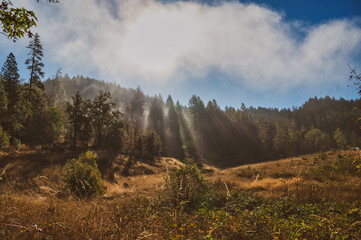 Spectacular god rays shining on a forest and meadow, wide shot 