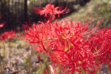 ヒガンバナ 赤い 鮮やか 美しい 彼岸花 花