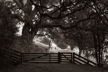Large old pohutukawa tree arches over track and gate
