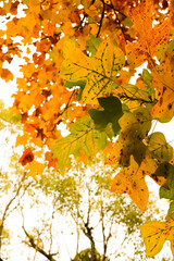 秋の風景 紅葉 かわいい 葉っぱ オレンジ 森