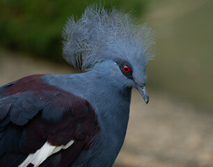 Victoria crowned pigeon