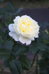白い 薔薇 バラ ローズ ガーデン