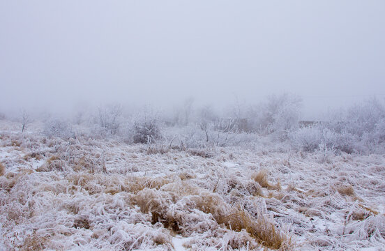 Snow-covered winter steppe during fog. Trees and grass covered with inium