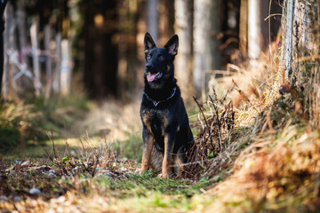 Portrait von einem deutschen schäferhund in der Natur. Schwarzer hirte hund draußen im Wald und beim See.