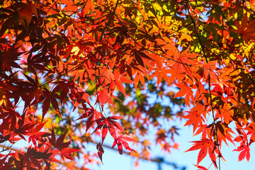 日本の秋の風景 紅葉 美しい もみじ 綺麗 鮮やか