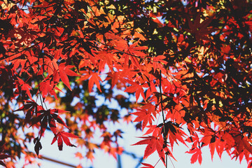 紅葉 夕暮れ 和風 モダン もみじ 美しい