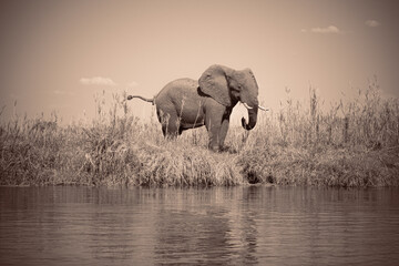 Proud elephant standing on river bank 