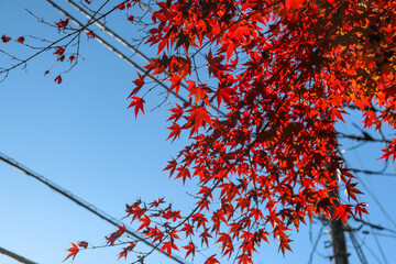 日本の秋の風景 赤い 鮮やか 美しいもみじ 紅葉 