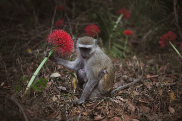 Monkey with baby holding a red flower