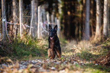 Portrait von einem deutschen schäferhund in der Natur. Schwarzer hirte hund draußen im Wald und beim See.