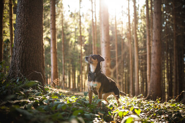 Portrait von einem Mischling Hund. Mixed Breed im Wald.