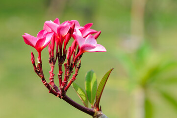 Red Frangipani (Plumeria)