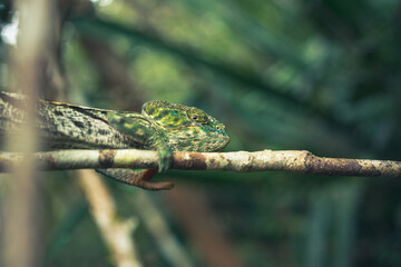 Green chameleon sitting on branch