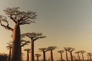 Fototapeten Series of baobab trees in Madagascar © Tim