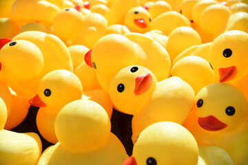 Many bright yellow rubber ducks floating in the pool