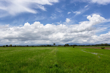 Beautiful green field with a blue sky background.