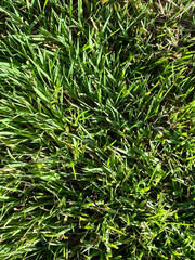 close-up view looking down at freshly cut lawn grass in bright sunlight with shadows