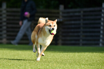 ドッグランで遊ぶ柴犬