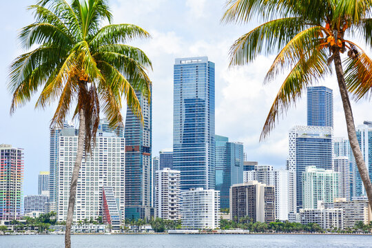 High-rises crowd the downtown Miami skyline along waterfront seen through palm tress in South Florida, United States