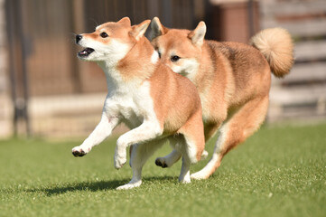 ドッグランで遊ぶ柴犬