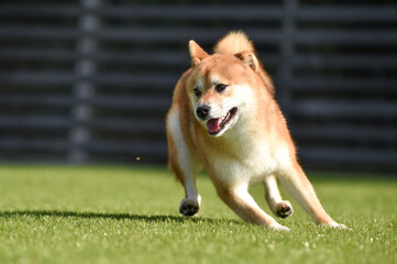 ドッグランで遊ぶ柴犬